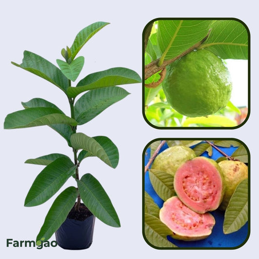 Paraguay Pink Guava Air Layered Healthy Fruit Plant