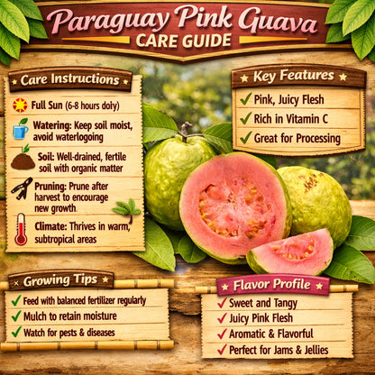 Paraguay Pink Guava Air Layered Healthy Fruit Plant