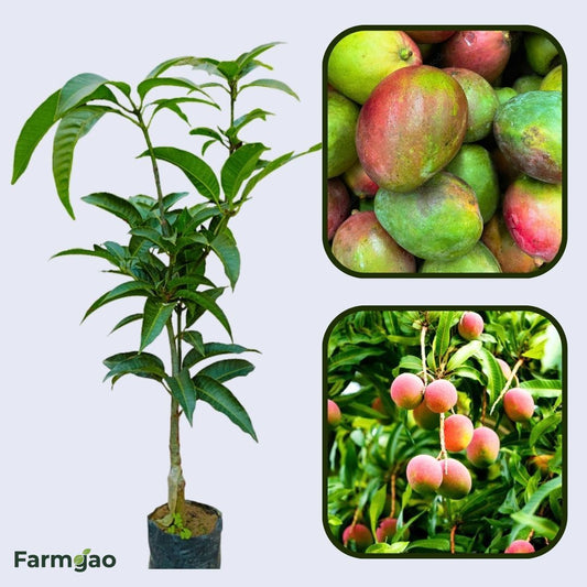 Paraíso Mango Aam Grafted Healthy Fruit Plant
