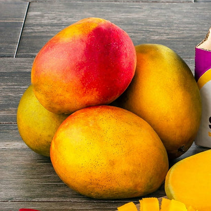 Paraíso Mango Aam Grafted Healthy Fruit Plant