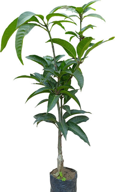 Paraíso Mango Aam Grafted Healthy Fruit Plant