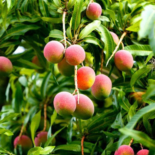 Paraíso Mango Aam Grafted Healthy Fruit Plant
