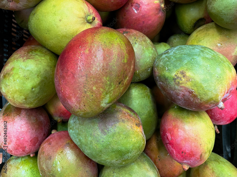 Paraíso Mango Aam Grafted Healthy Fruit Plant