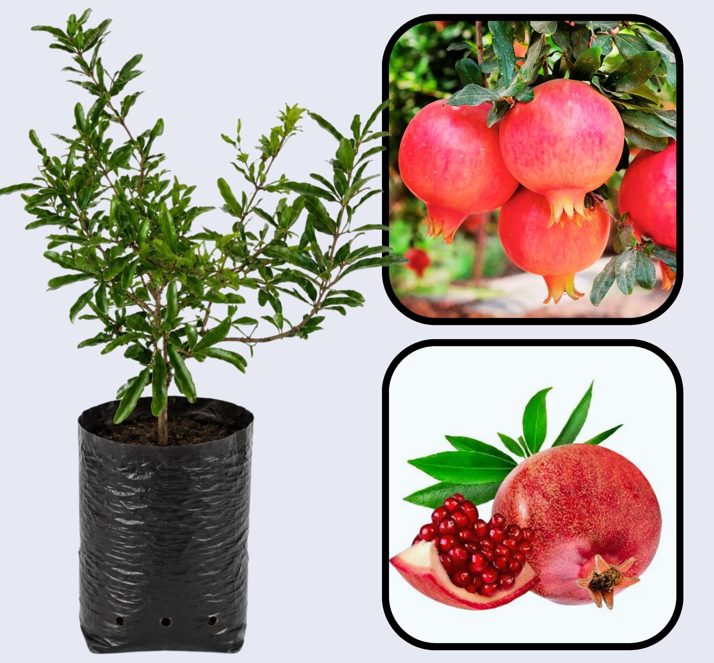 Parfianka Pomegranate Grafted Fruit Plant – High Yielding Sweet Juicy Anar Tree Variety