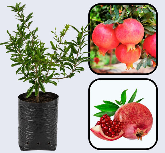 Parfianka Pomegranate Grafted Fruit Plant – High Yielding Sweet Juicy Anar Tree Variety