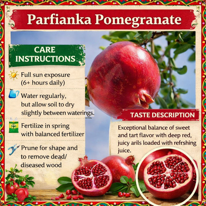 Parfianka Pomegranate Grafted Fruit Plant – High Yielding Sweet Juicy Anar Tree Variety