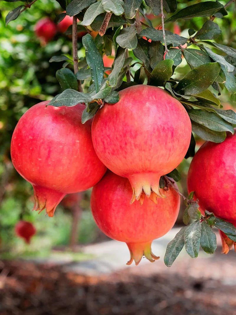 Parfianka Pomegranate Grafted Fruit Plant – High Yielding Sweet Juicy Anar Tree Variety