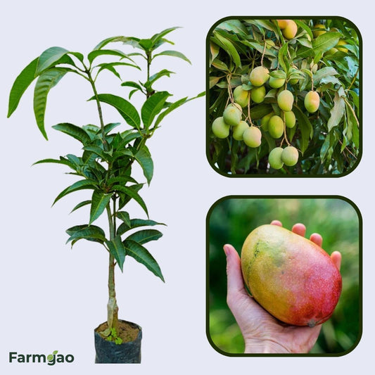 Parvin Mango Aam Grafted Healthy Fruit Plant