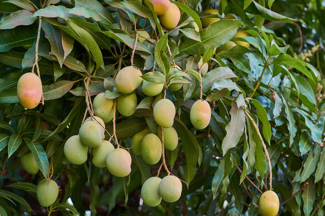 Parvin Mango Aam Grafted Healthy Fruit Plant