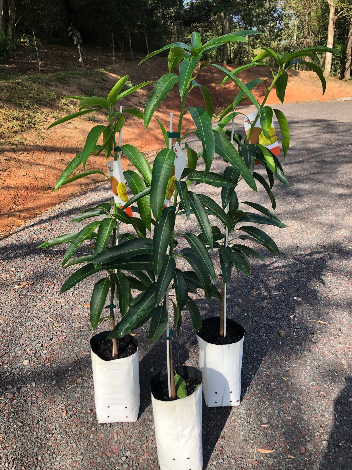 Parvin Mango Aam Grafted Healthy Fruit Plant