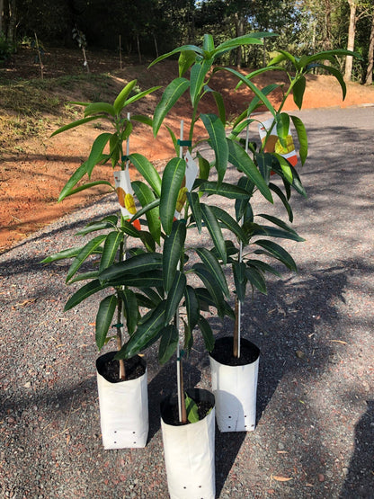 Parvin Mango Aam Grafted Healthy Fruit Plant