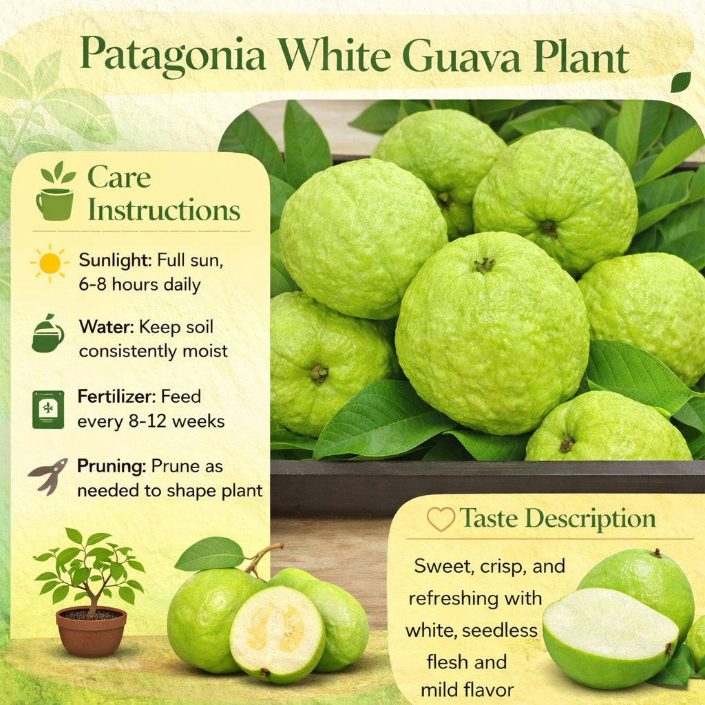 Patagonia White Guava Air Layered Healthy Fruit Plant
