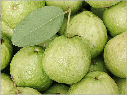 Patagonia White Guava Air Layered Healthy Fruit Plant