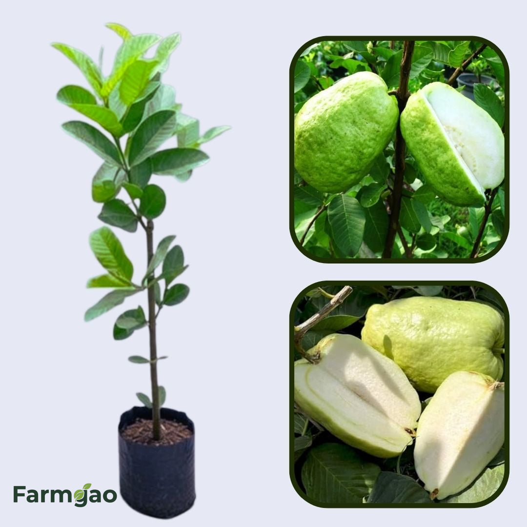 Patillo Seedless Guava Air Layered Healthy Fruit Plant
