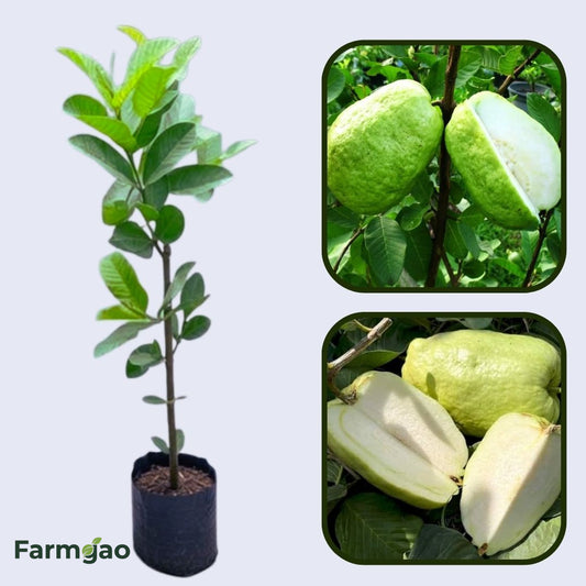Patillo Seedless Guava Air Layered Healthy Fruit Plant