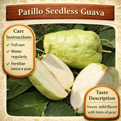 Patillo Seedless Guava Air Layered Healthy Fruit Plant