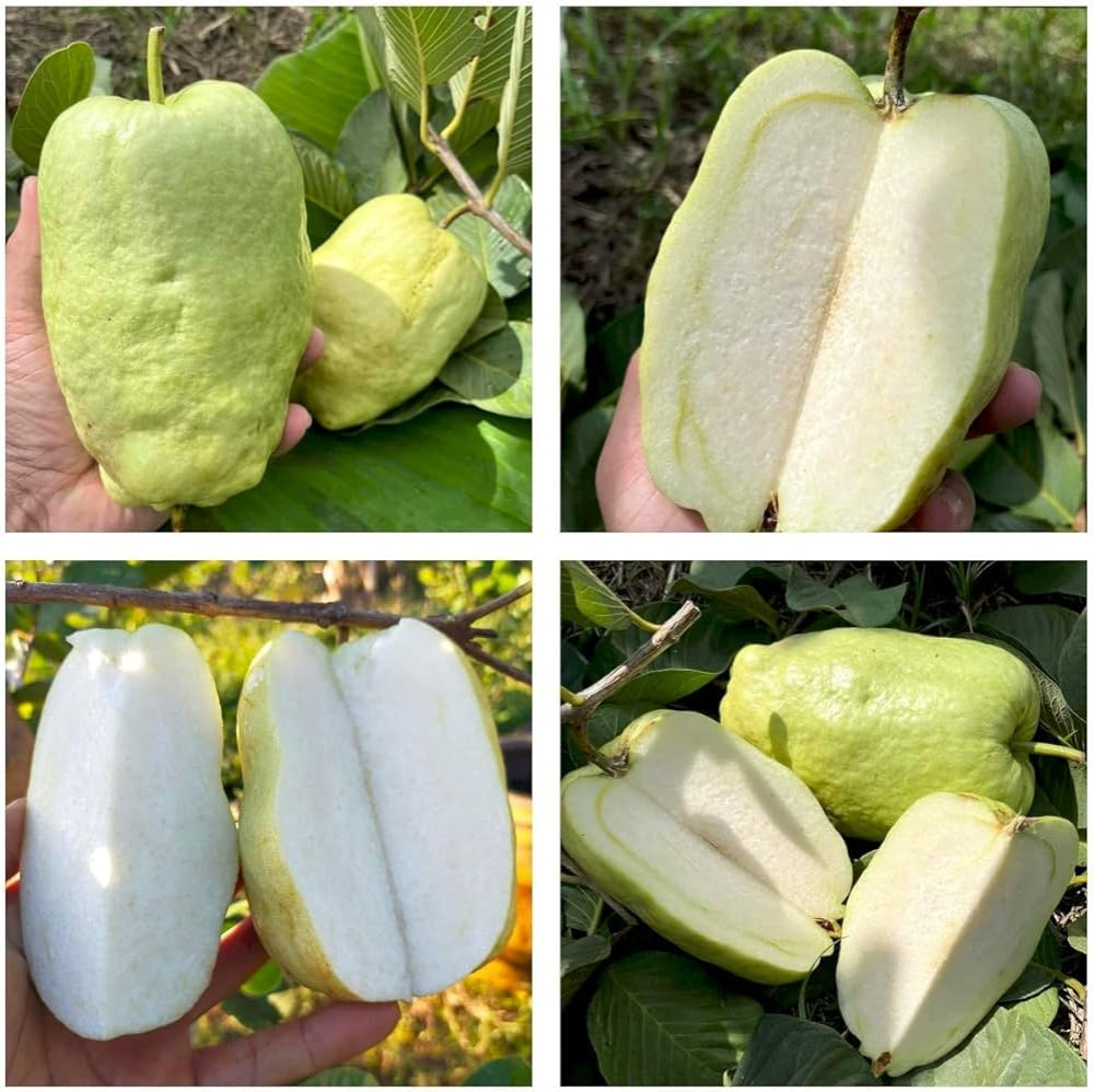 Patillo Seedless Guava Air Layered Healthy Fruit Plant