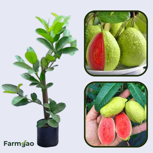 Paulista Guava Air Layered Healthy Fruit Plant