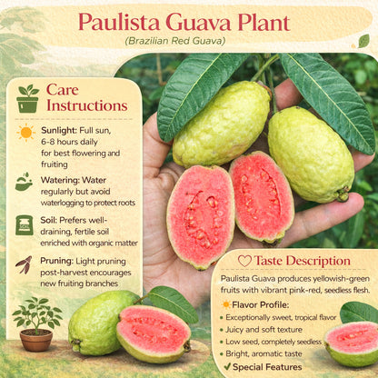 Paulista Guava Air Layered Healthy Fruit Plant
