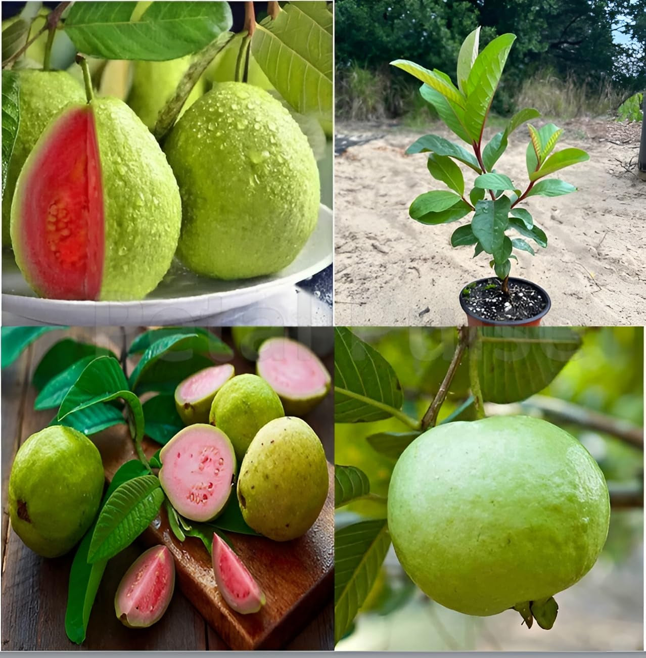Paulista Guava Air Layered Healthy Fruit Plant