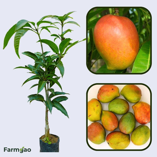 Payri Mango Aam Grafted Healthy Fruit Plant
