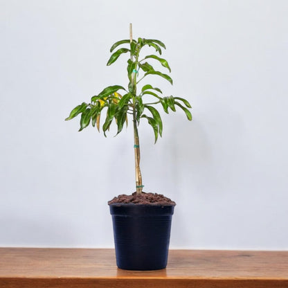Payri Mango Aam Grafted Healthy Fruit Plant