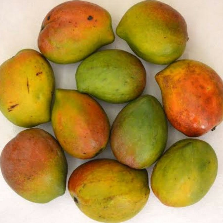 Payri Mango Aam Grafted Healthy Fruit Plant