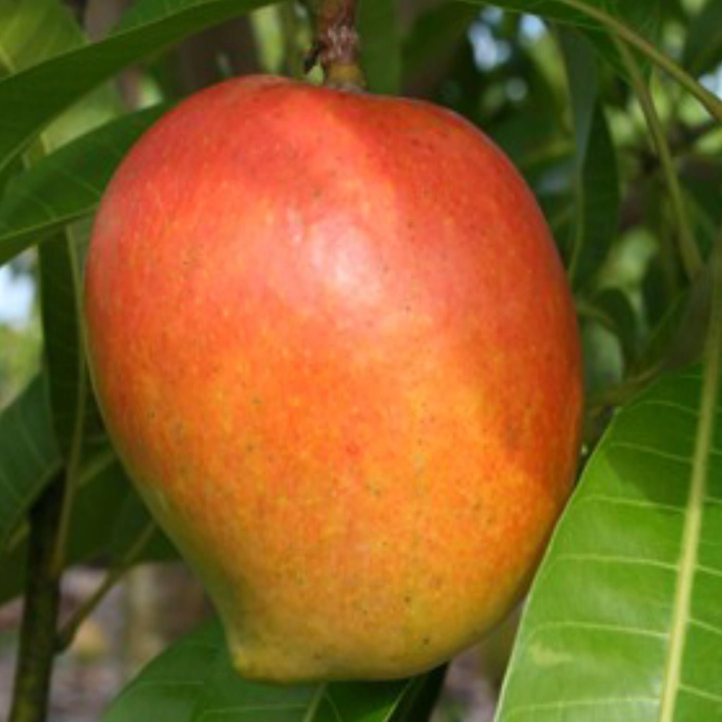 Payri Mango Aam Grafted Healthy Fruit Plant