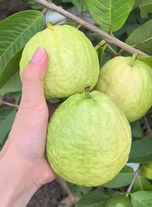 Shweta Guava Hybrid Air Layered Plant