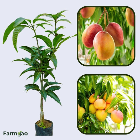 Peach Mango Aam Grafted Healthy Fruit Plant