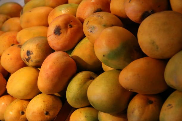 Peach Mango Aam Grafted Healthy Fruit Plant