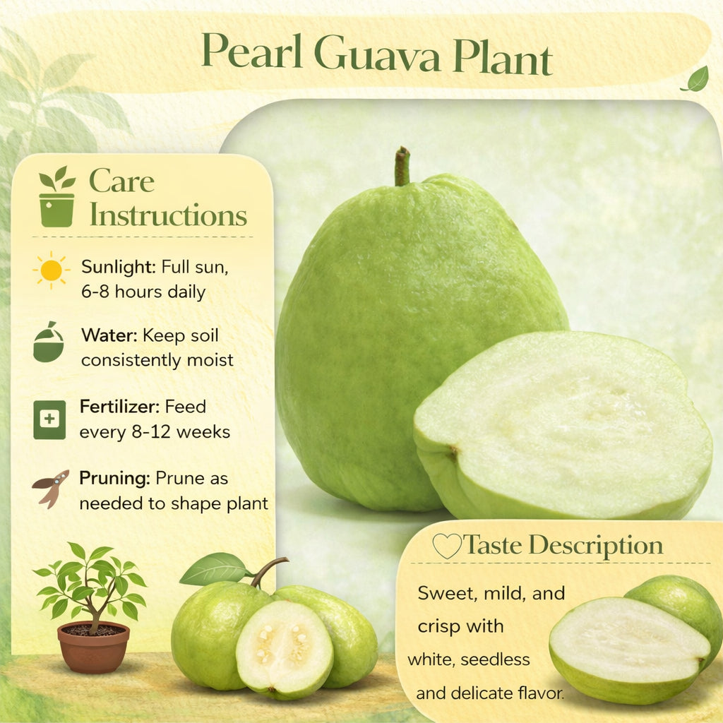 Pearl Guava Air Layered Healthy Fruit Plant