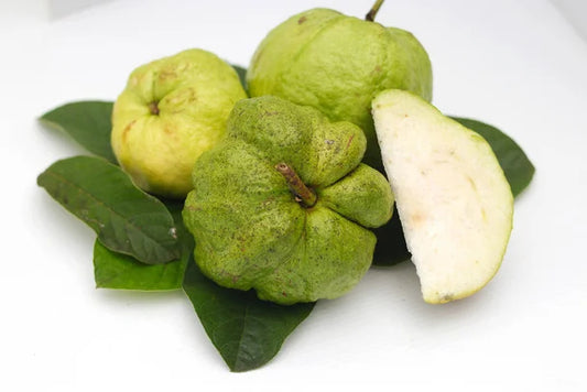 Pearl Guava Air Layered Healthy Fruit Plant