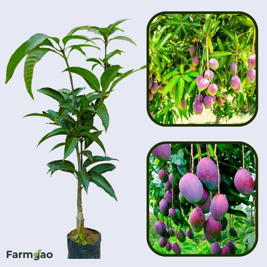 Pearl Mango Aam Grafted Healthy Fruit Plant