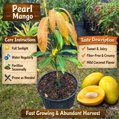 Pearl Mango Aam Grafted Healthy Fruit Plant