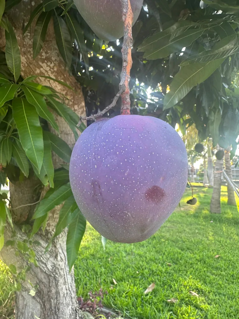 Pearl Mango Aam Grafted Healthy Fruit Plant