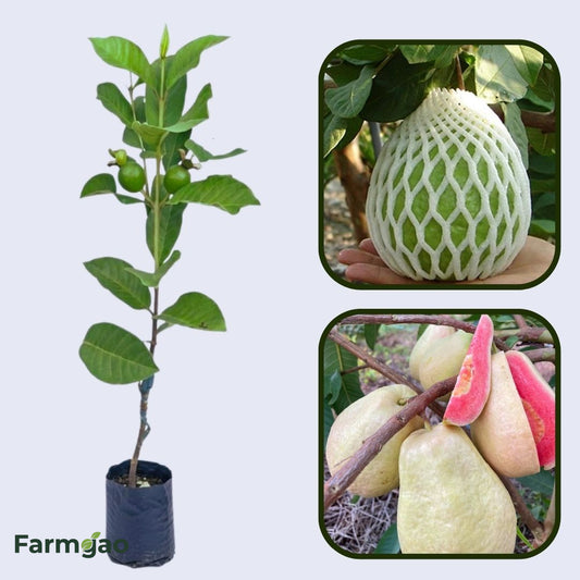 Pearl Thai Guava Air Layered Healthy Fruit Plant