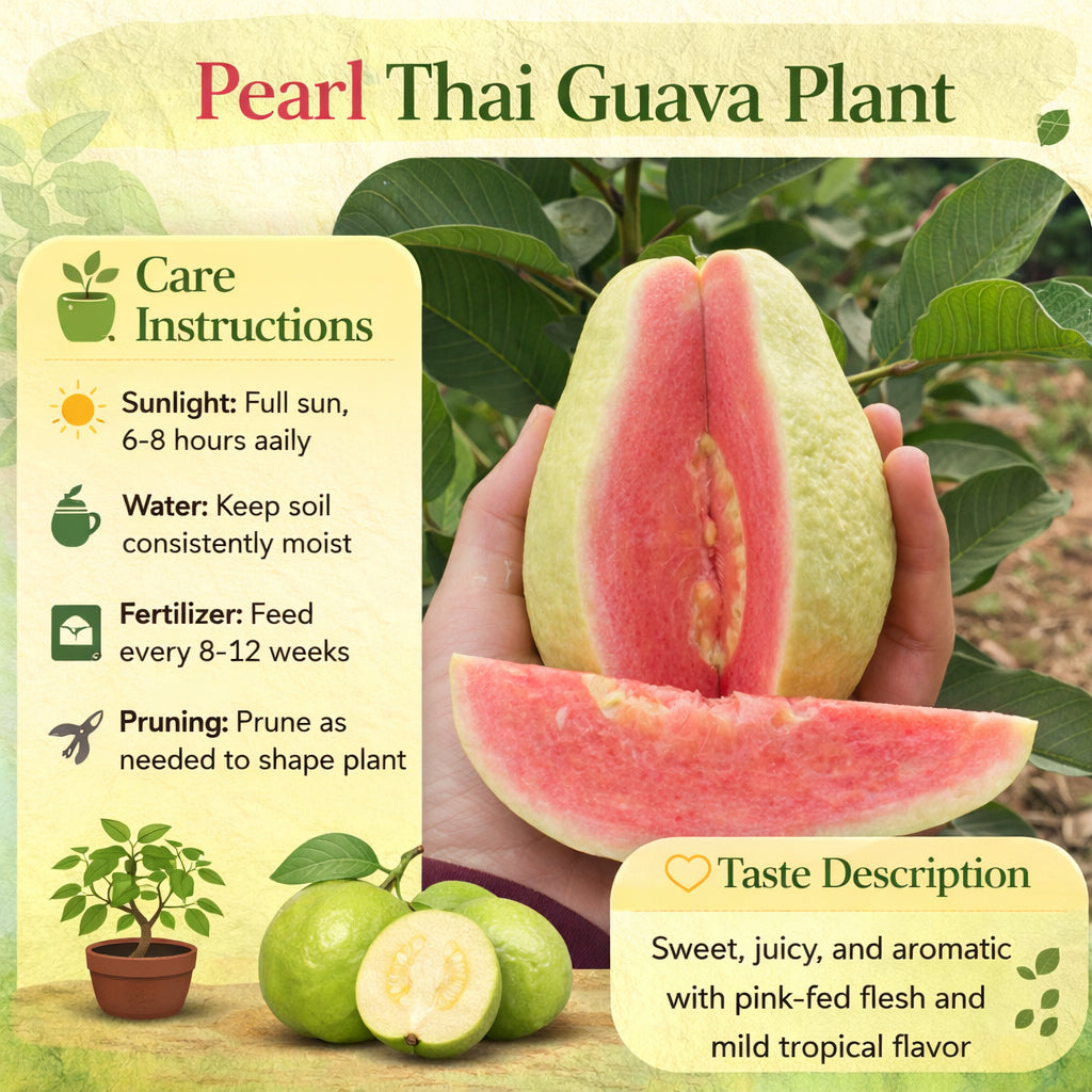 Pearl Thai Guava Air Layered Healthy Fruit Plant