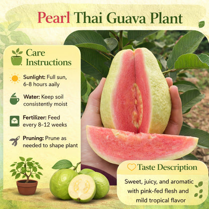 Pearl Thai Guava Air Layered Healthy Fruit Plant