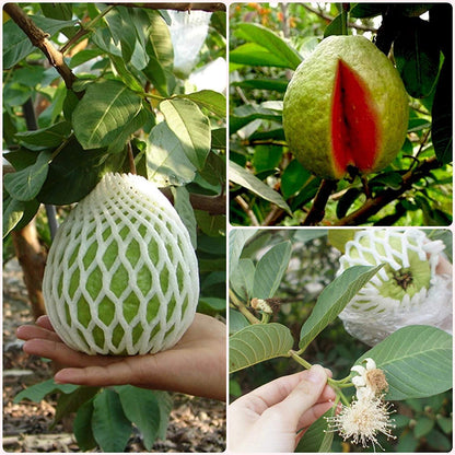 Pearl Thai Guava Air Layered Healthy Fruit Plant