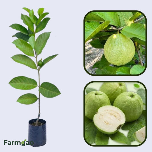 Pearl White Guava Air Layered Healthy Fruit Plant