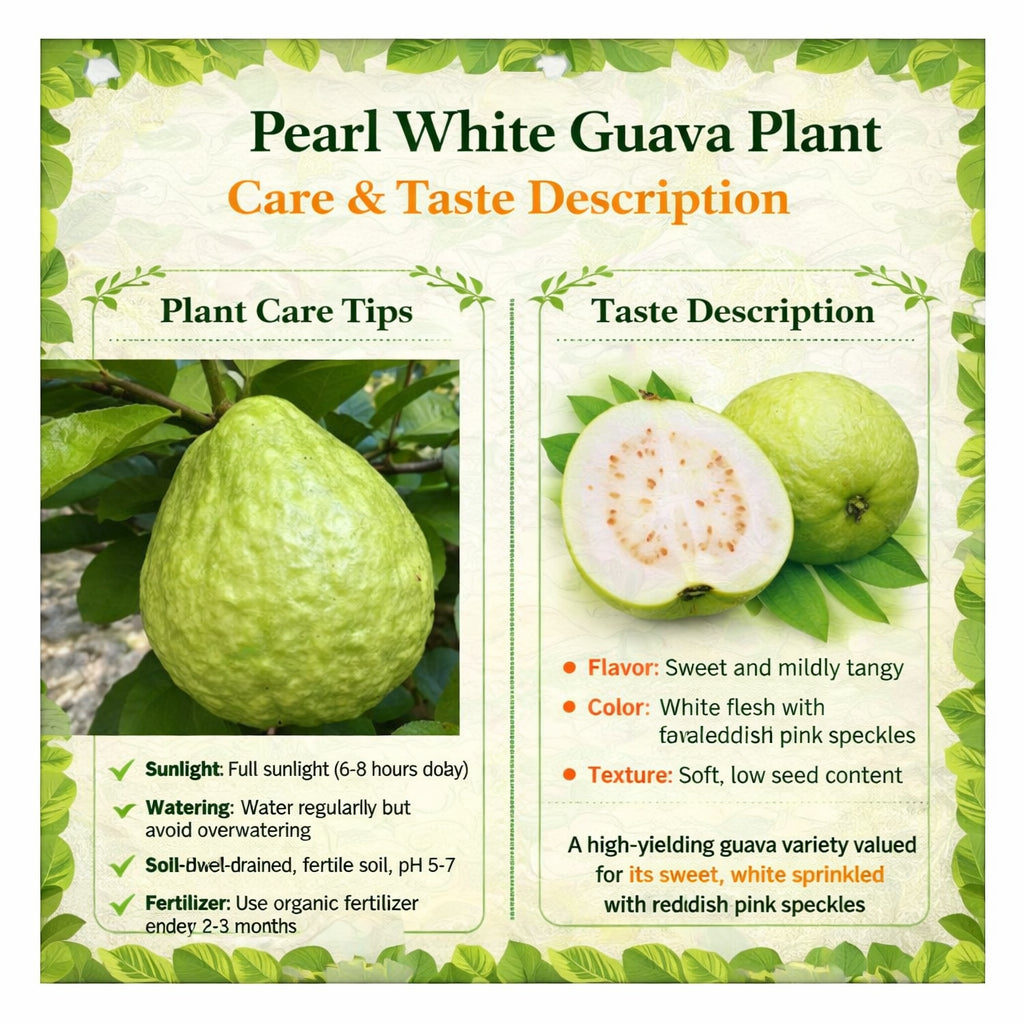 Pearl White Guava Air Layered Healthy Fruit Plant