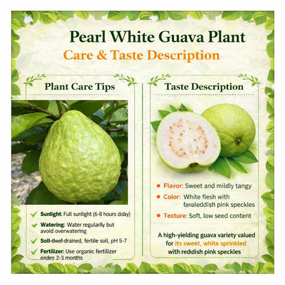 Pearl White Guava Air Layered Healthy Fruit Plant