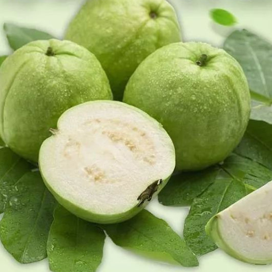 Pearl White Guava Air Layered Healthy Fruit Plant