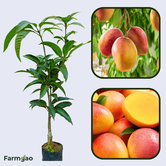 Pecah Mango Aam Grafted Healthy Fruit Plant