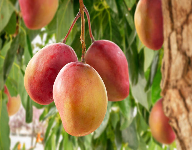 Pecah Mango Aam Grafted Healthy Fruit Plant