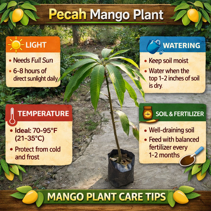 Pecah Mango Aam Grafted Healthy Fruit Plant