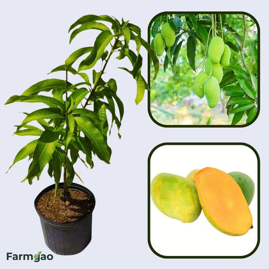 Peddarasamu Mango Aam Grafted Healthy Fruit Plant