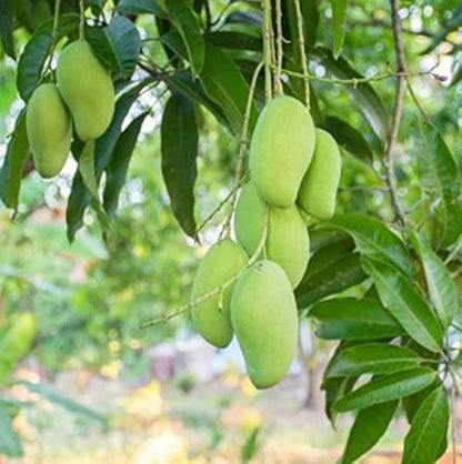 Peddarasamu Mango Aam Grafted Healthy Fruit Plant