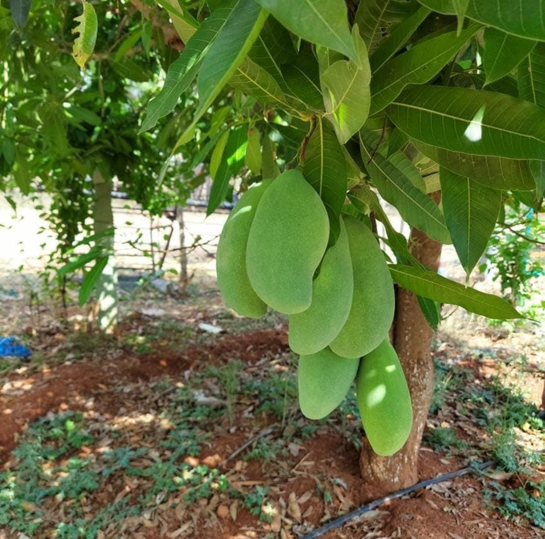 Peddarasamu Mango Aam Grafted Healthy Fruit Plant